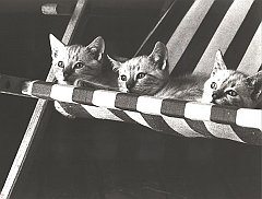 Gatti (288)